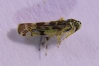 Eupteryx
