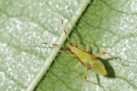Campyloneura virgula