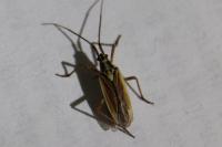 Leptopterna dolabrata