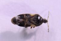 Anthocoris nemoralis