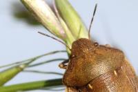 Eurygaster testudinaria
