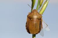 Eurygaster testudinaria