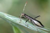 Micrelytra fossularum