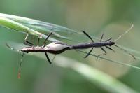 Micrelytra fossularum