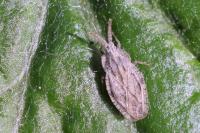 Tingis crispata