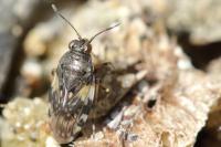 Saldula