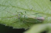 Lygocoris pabulinus