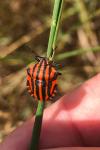 Graphosoma italicum