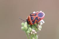 Eurydema ornata