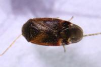 Psallus