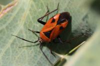 Brachycoleus triangularis