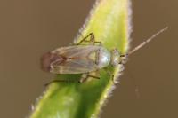 Plagiognathus chrysanthemi