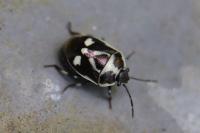 Eurydema oleracea