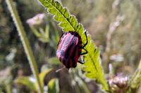 Graphosoma italicum