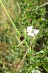 Graphosoma italicum