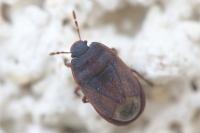 Ochetostethus