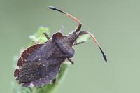 Enoplops scapha