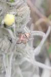 Calocoris roseomaculatus