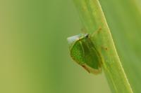 Stictocephala alta