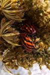Graphosoma italicum