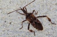 Leptoglossus occidentalis