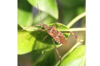 Leptoglossus occidentalis