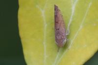 Synophropsis lauri
