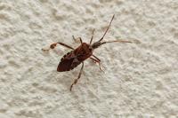 Leptoglossus occidentalis