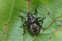 Pinthaeus sanguinipes