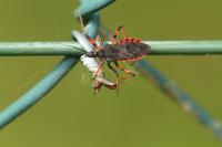 Rhynocoris annulatus