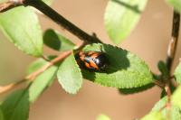 Cercopis vulnerata