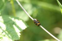 Cercopis sanguinolenta