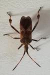 Leptoglossus occidentalis