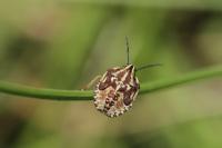 Carpocoris purpureipennis