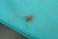 Heterogaster urticae