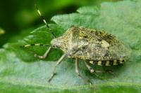 Rhaphigaster nebulosa