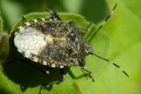 Rhaphigaster nebulosa