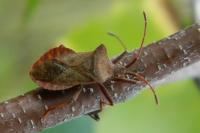 Coreus marginatus