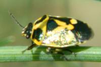 Eurydema oleracea