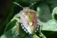 Dolycoris baccarum