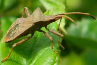 Coreus marginatus