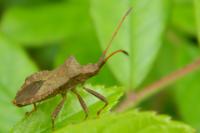 Coreus marginatus
