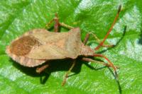 Coreus marginatus