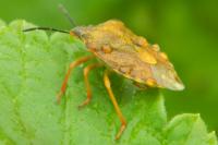 Carpocoris purpureipennis