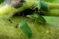 Nezara viridula