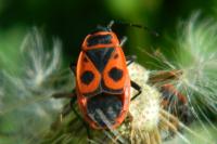 Pyrrhocoris apterus