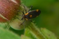 Capsodes flavomarginatus