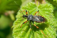 Rhynocoris annulatus