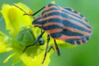 Graphosoma italicum