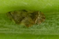 Philaenus spumarius